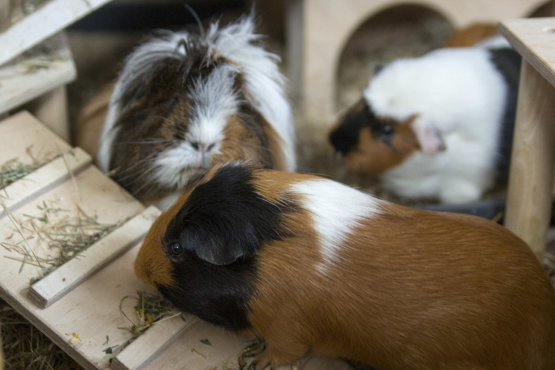 Piggies!